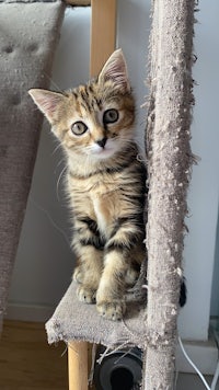 a kitten is sitting on top of a scratching post