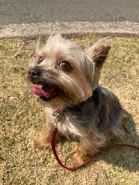 yorkshire terrier on a leash