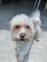 a small white dog standing on a tile floor