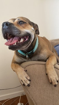 a dog laying on a couch in a living room