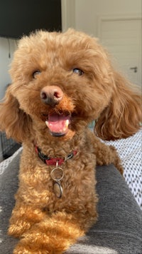 a brown poodle sitting on a person's lap