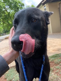 a black dog with its tongue sticking out of its mouth