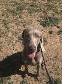 a gray dog sitting on a leash in a field