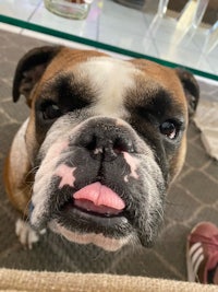 a bulldog with his tongue sticking out of his mouth