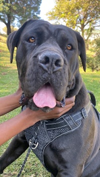 a person is petting a large black dog