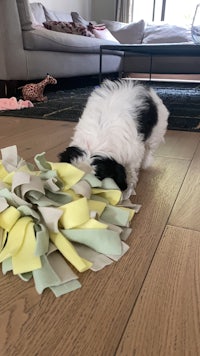 a black and white dog laying on a floor with a piece of paper