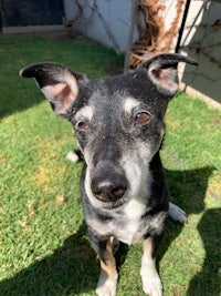 a black and white dog sitting on the grass