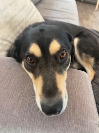 a black and tan dog laying on a couch