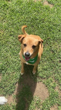 a brown dog with a green bandana standing in the grass