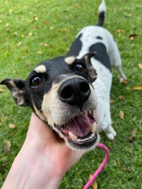 person, an adoptable jack russell terrier mix in houston, texas