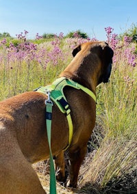 a dog in a harness standing in a field of purple flowers