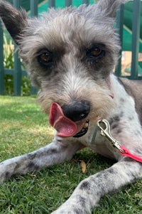 a grey and white dog is laying on the grass with his tongue out