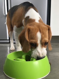 a beagle dog eating out of a green bowl