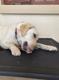 a labrador retriever is laying on top of a trampoline