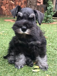 a black and white schnauzer puppy sitting on the grass