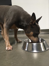 a dog eating out of a metal bowl