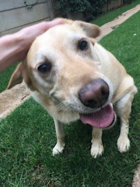 a person is petting a dog on the grass