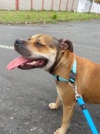 a brown dog with its tongue out on a leash