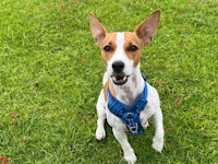 a brown and white dog wearing a blue harness in the grass