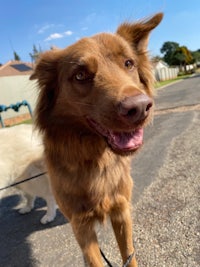 a brown and white dog standing on a street