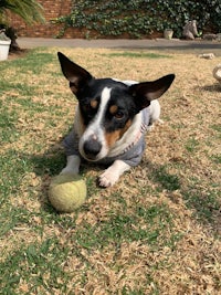 a dog laying on the grass with a tennis ball