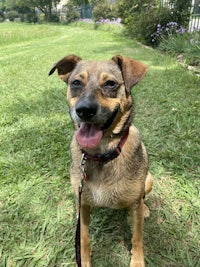 a brown and tan dog standing in the grass