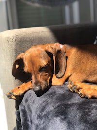 a dachshund sleeping on top of a couch