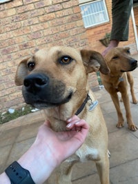 two brown dogs standing next to each other