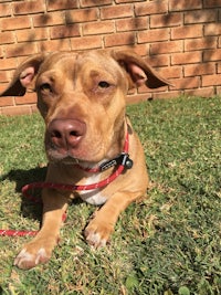 a brown dog laying on the grass with a red leash