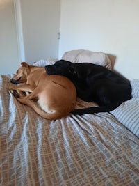 two dogs laying on top of a bed