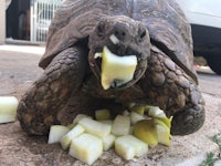 a tortoise eating a piece of apple