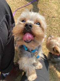 a yorkshire terrier is sitting on a person's leg