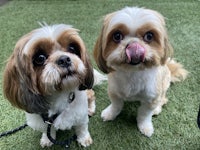 two shih tzu dogs with their tongues out