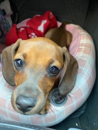 a dachshund puppy in a car seat