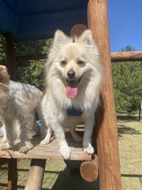 two dogs sitting on top of a wooden bench