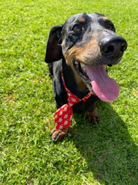 a dachshund wearing a red tie