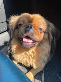 a brown dog sitting in the back seat of a car