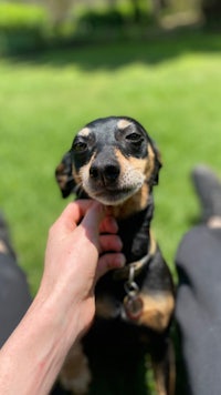 a person petting a dog in the grass