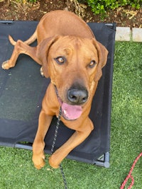 a brown dog laying on a black pet bed