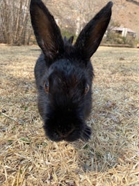 a black rabbit looking at the camera in a field