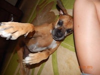 a brown dog laying on the floor