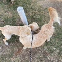 two golden retrievers playing with each other on a leash