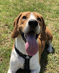 a beagle laying on the grass with his tongue out