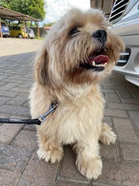 a small brown dog on a leash