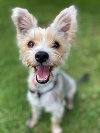 a small brown and white dog is sitting on the grass