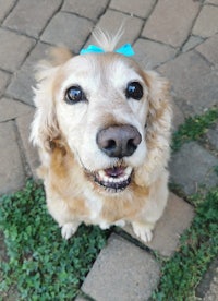 a golden retriever with a blue bow on his head