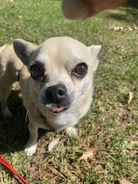 a chihuahua is standing on a leash in the grass