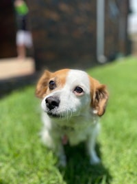 a small white and brown dog standing in the grass