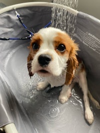 a small dog is sitting in a tub with water coming out of it