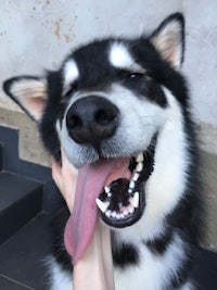 a black and white husky dog with its tongue out